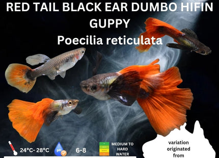 Red Tail Black Ear Dumbo Ear HiFin Guppy - Nano Tanks Australia Aquarium Shop