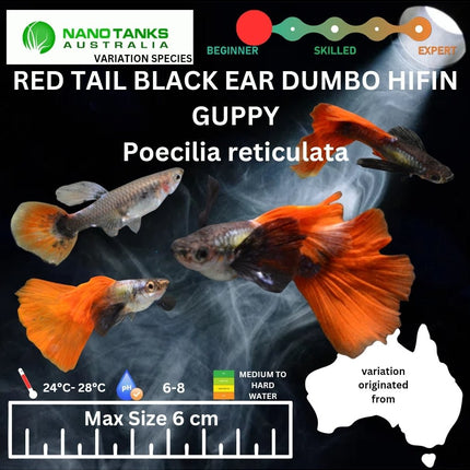 Red Tail Black Ear Dumbo Ear HiFin Guppy - Nano Tanks Australia Aquarium Shop