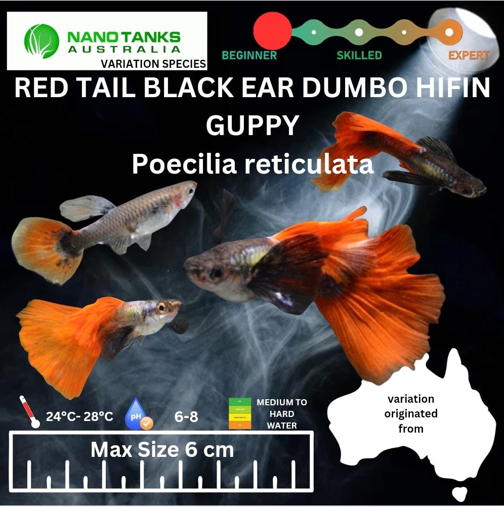 Red Tail Black Ear Dumbo Ear HiFin Guppy - Nano Tanks Australia Aquarium Shop