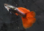 1 Male