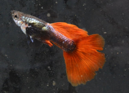 Red Tail Black Ear Dumbo Ear HiFin Guppy - Nano Tanks Australia Aquarium Shop