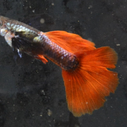 Red Tail Black Ear Dumbo Ear HiFin Guppy - Nano Tanks Australia Aquarium Shop