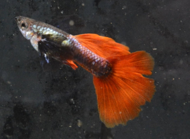 Red Tail Black Ear Dumbo Ear HiFin Guppy - Nano Tanks Australia Aquarium Shop