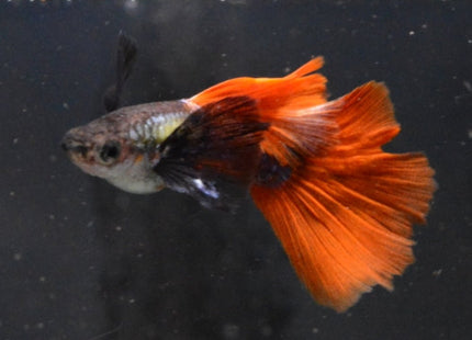 Red Tail Black Ear Dumbo Ear HiFin Guppy - Nano Tanks Australia Aquarium Shop