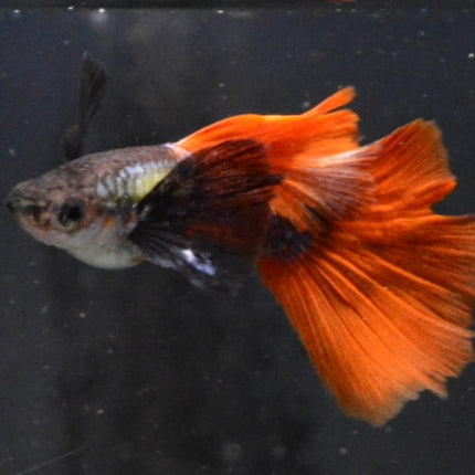 Red Tail Black Ear Dumbo Ear HiFin Guppy - Nano Tanks Australia Aquarium Shop