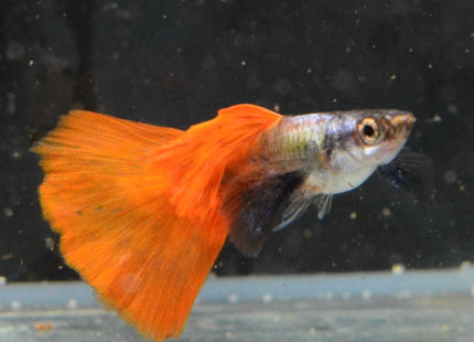 Red Tail Black Ear Dumbo Ear HiFin Guppy - Nano Tanks Australia Aquarium Shop