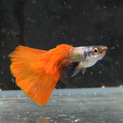 Red Tail Black Ear Dumbo Ear HiFin Guppy - Nano Tanks Australia Aquarium Shop