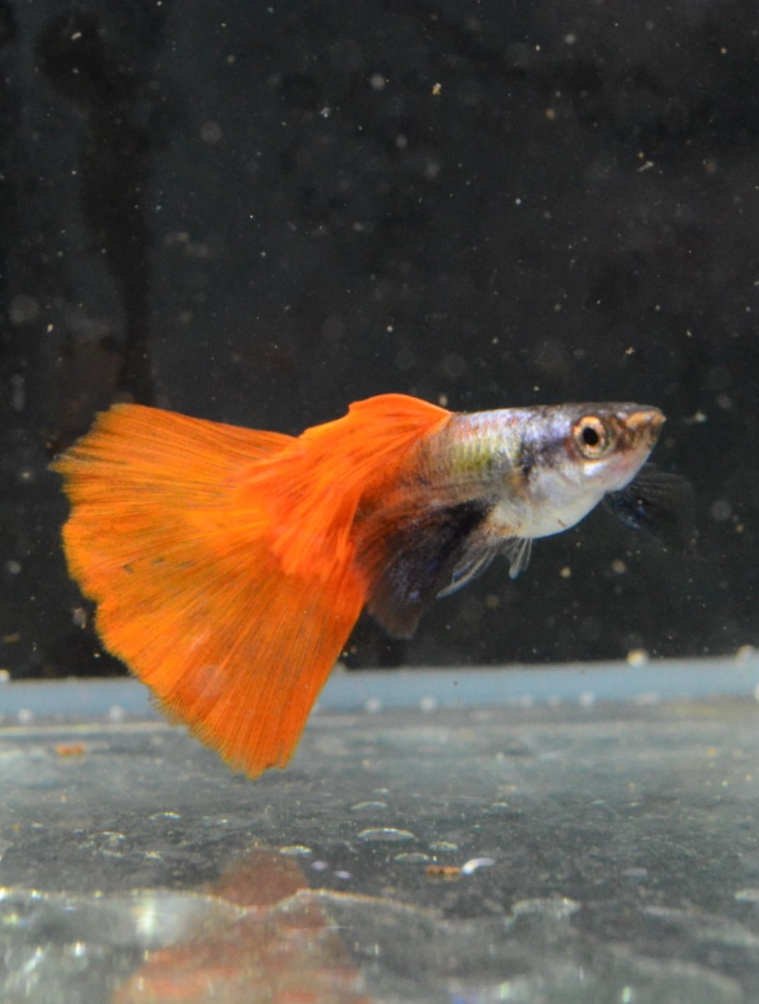 Red Tail Black Ear Dumbo Ear HiFin Guppy - Nano Tanks Australia Aquarium Shop