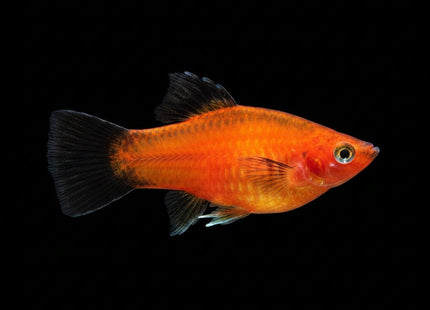 Red Wagtail Platy - Nano Tanks Australia
