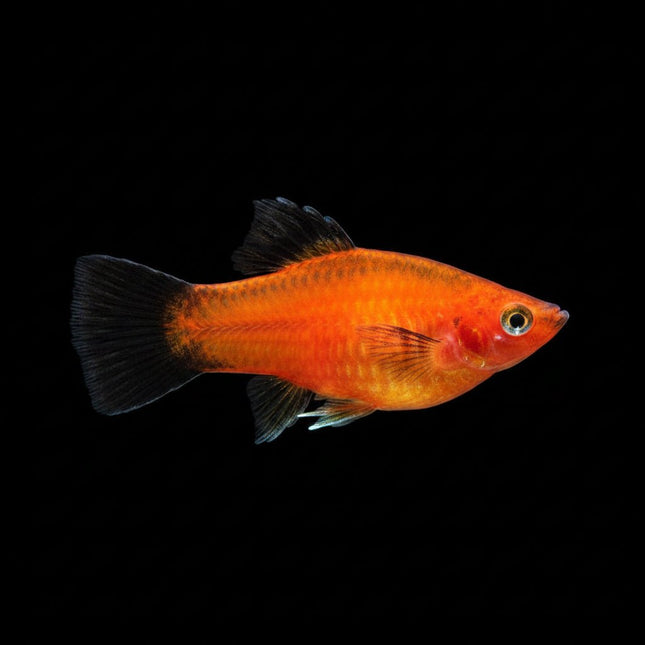 Red Wagtail Platy - Nano Tanks Australia