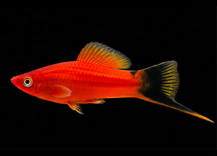Red Wagtail Swordtail (Xiphophorus hellerii) on black background