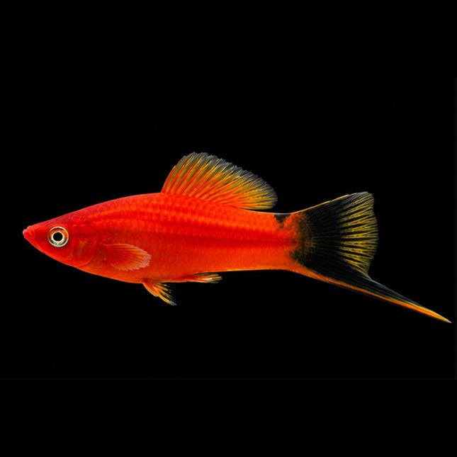 Red Wagtail Swordtail 3-6cm - Nano Tanks Australia