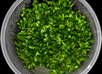 Glossostigma elatinoides Large Tub - Reservoir Aquatics
