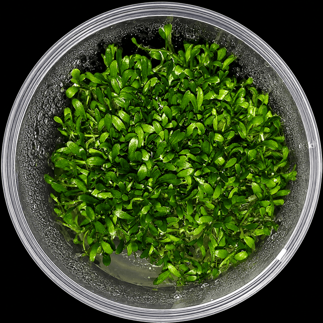 Glossostigma elatinoides Large Tub - Reservoir Aquatics