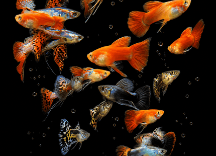 Ribbon Tail Guppy - Nano Tanks Australia