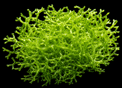 Riccia fluitans 5g (Golf Ball Size) - Nano Tanks Australia