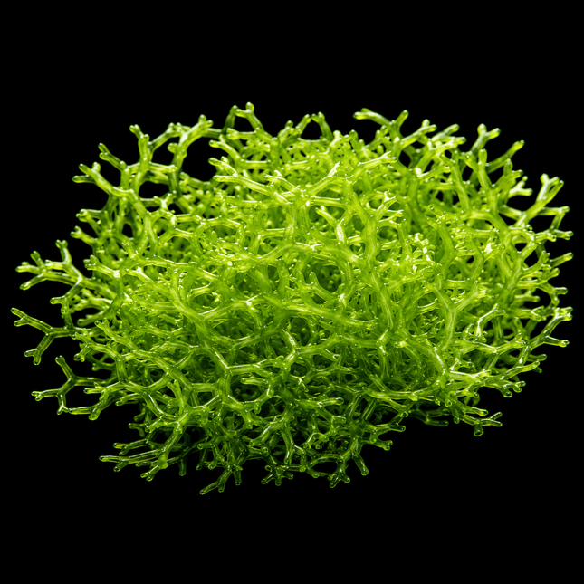 Riccia fluitans 5g (Golf Ball Size) - Nano Tanks Australia