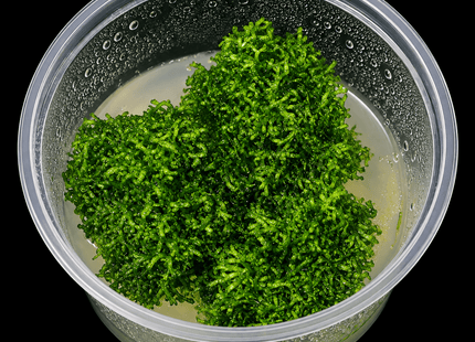 Riccia fluitans Tissue Culture - Nano Tanks Australia