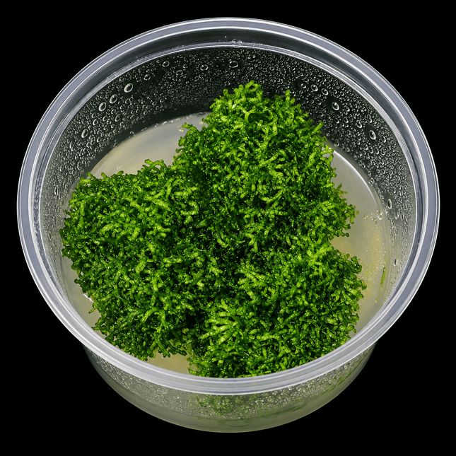 Riccia fluitans Tissue Culture - Nano Tanks Australia