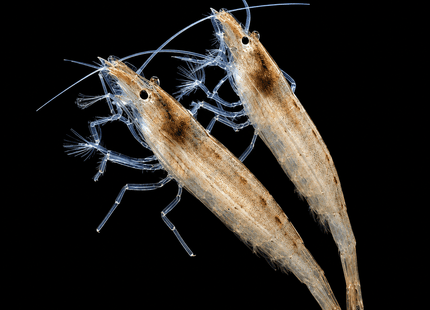 Riffle Shrimps 3-7cm - Nano Tanks Australia