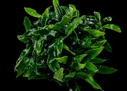 Anubias Minima Dragon Claw