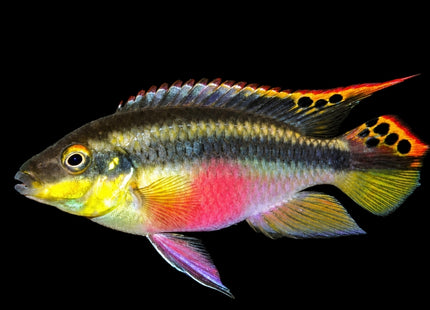 Kribensis Cichlid 3-6cm