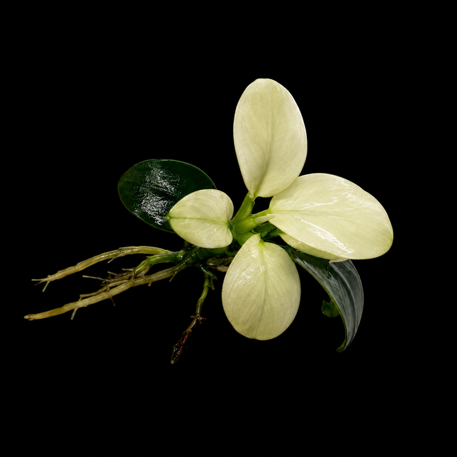 Anubias White Petite