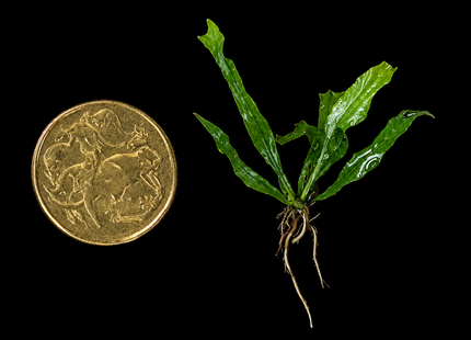 Java Fern 'Thor's Hammer'