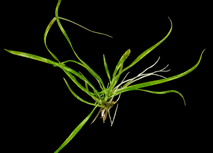 Echinodorus latifolius
