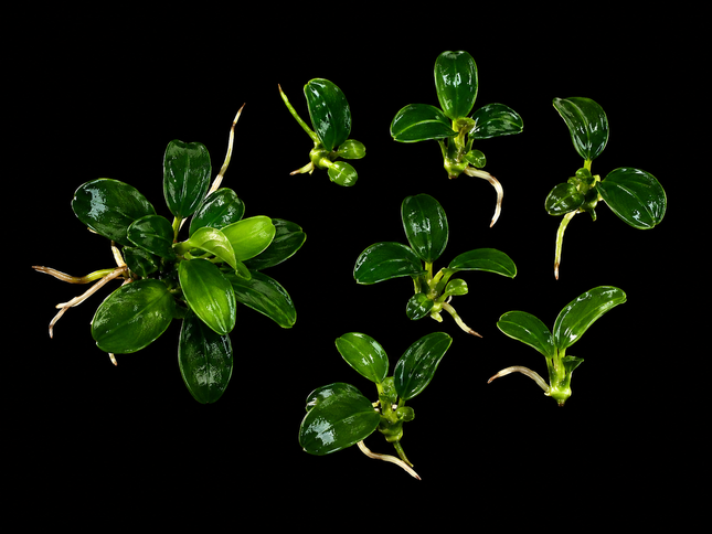 Anubias Thai Petite