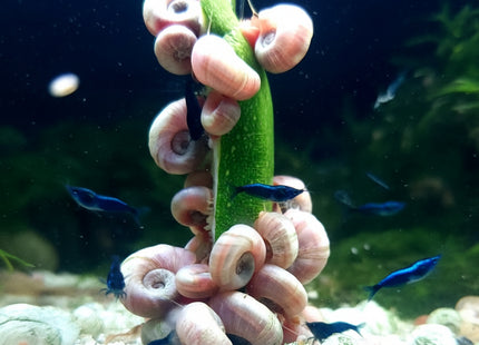 Ivory Ramshorn Snail 1-3cm