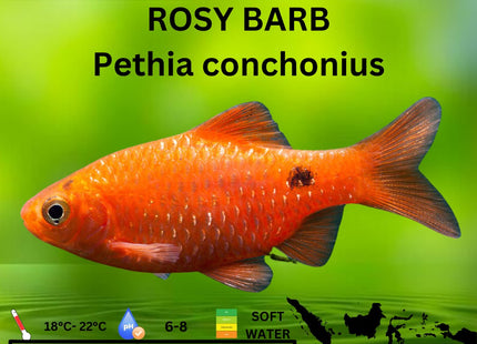 Rosy Barbs Pethia conchonius 3cm - Nano Tanks Australia Aquarium Shop