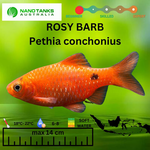 Rosy Barbs Pethia conchonius 3cm - Nano Tanks Australia Aquarium Shop