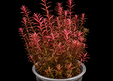 Rotala Blood Red 5 Stems 10cm - Nano Tanks Australia