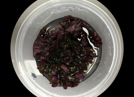 Rotala Blood Red tissue culture