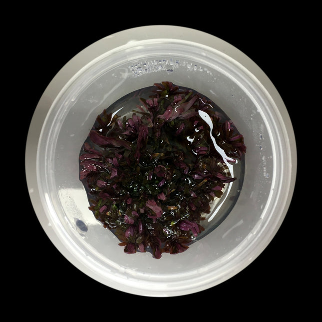 Rotala Blood Red tissue culture