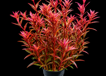 Rotala 'H'ra' - Nano Tanks Australia