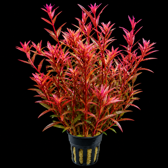 Rotala 'H'ra' - Nano Tanks Australia