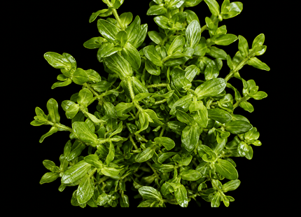 Rotala Japan Medium - Nano Tanks Australia