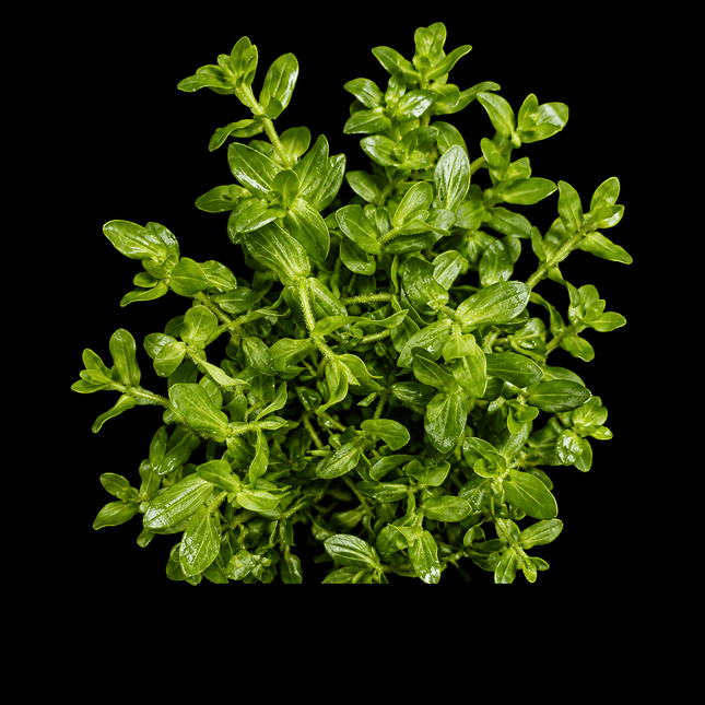 Rotala Japan Medium - Nano Tanks Australia