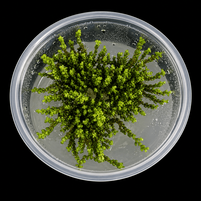 Rotala macrandra 'Pearl' Tissue Culture - Nano Tanks Australia