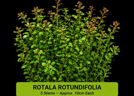 Rotala rotundifolia 5 Stems 10cm - Nano Tanks Australia