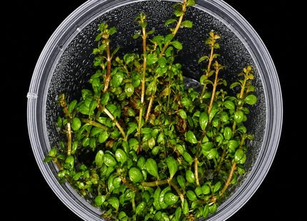 Rotala rotundifolia Tissue Culture - Nano Tanks Australia