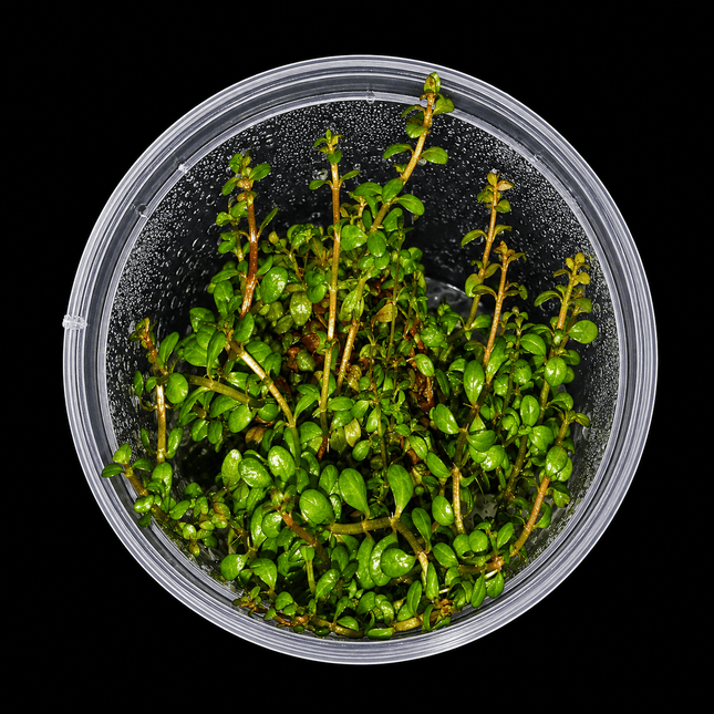 Rotala rotundifolia Tissue Culture - Nano Tanks Australia