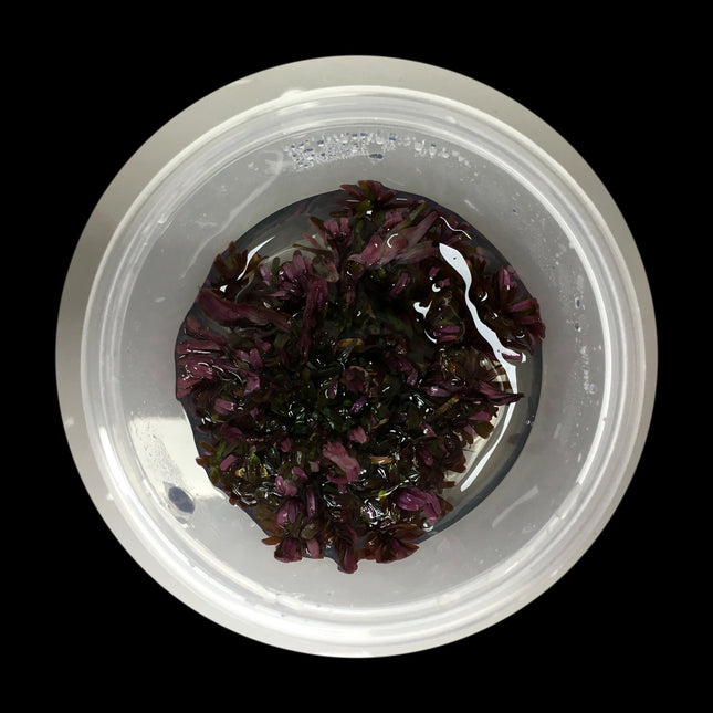 Rotala sp. 'Blood Red' Tissue Culture - Nano Tanks Australia