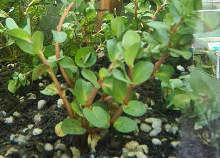 Rotala sp. 'Colorata' - Nano Tanks Australia
