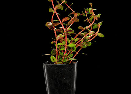 Rotala sp. 'Colorata' - Nano Tanks Australia