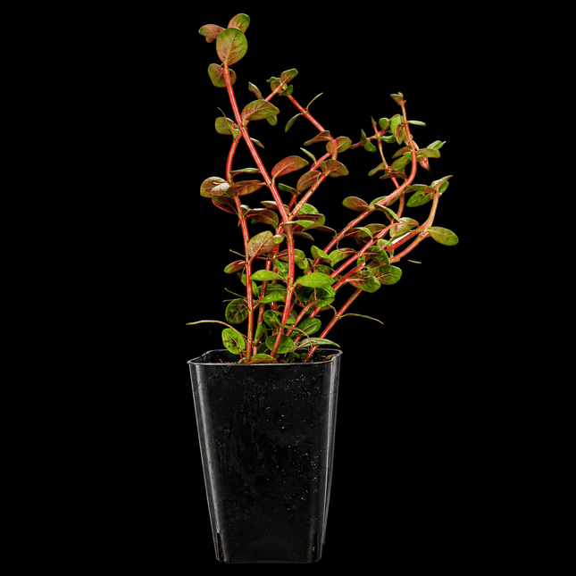 Rotala sp. 'Colorata' - Nano Tanks Australia