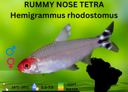 Rummy Nose Tetra 3cm - Nano Tanks Australia Aquarium Shop