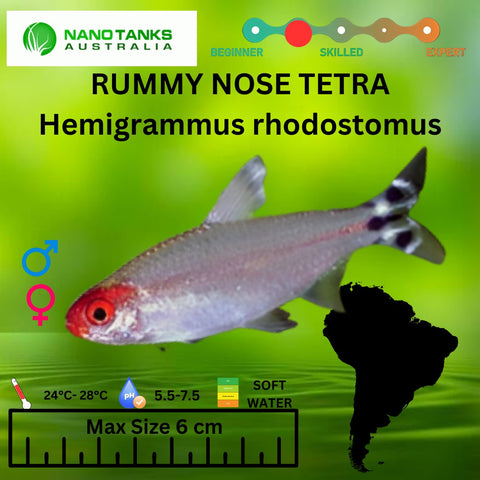 Rummy Nose Tetra 3cm - Nano Tanks Australia Aquarium Shop